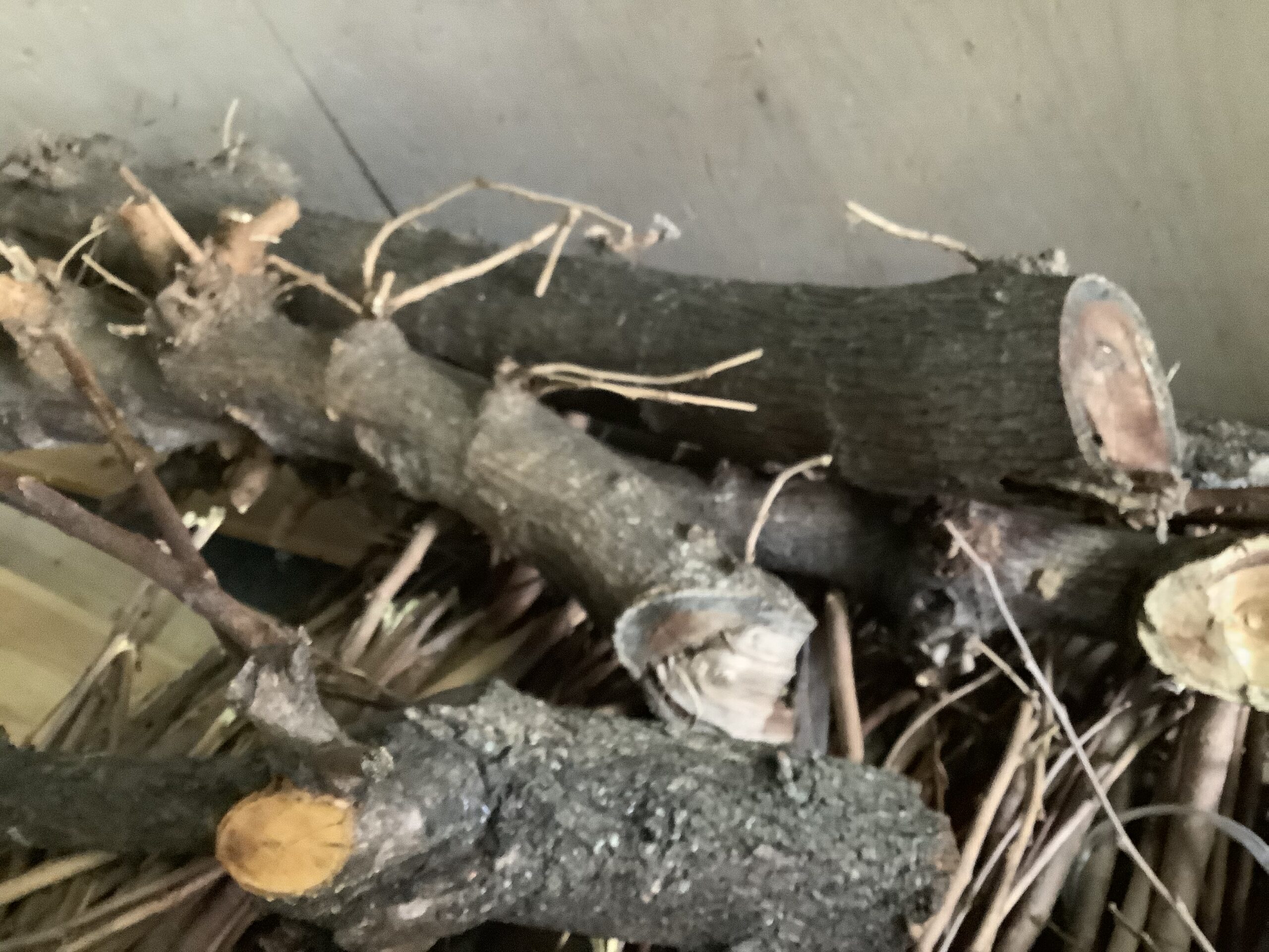 福山市水呑町で回収した伐採した枝
